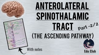 Anterolateral spinothalamic pathway The ascending pathway  Part  22 [upl. by Dearborn]