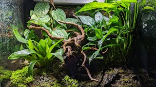 Vivarium Plant Care  How to Keep Your Vivarium Plants Alive and Healthy [upl. by Phenica]