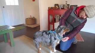 Ruffwear Front Rage Harness Review for Miniature Australian Shepherd [upl. by Nolad]