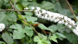 Japanese Yellow Hornet Visits Baneberry Flowers for Prey [upl. by Sutphin]