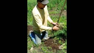 How to propagate Daylilies [upl. by Amitak]