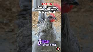 Top 10 Rare Chicken Breeds You Wont Believe Exist shorts [upl. by Krid240]