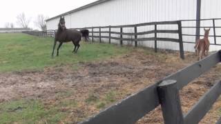 Reedannland  Teaching a foal to follow [upl. by Misty794]