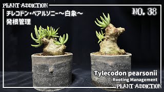 チレコドン・ペアルソニー～白象～発根管理  Tylecodon pearsonii Rooting Management No38 [upl. by Weber]