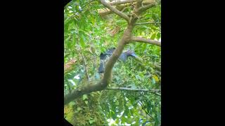 A Black Guan foraging in the rainforest canopy at CuriCancha reserve Monteverde [upl. by Shaner]