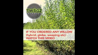 1 Watch if you ordered a Hybrid Willow Globe Willow or Weeping Willow from Twigznurserycom [upl. by Zerat]