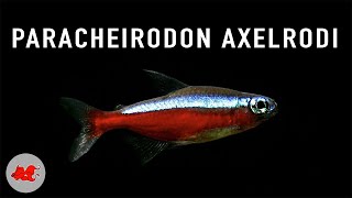 Paracheirodon axelrodi  Cardinalis ✔ [upl. by Arrec]