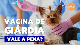 184  VACINA DE GIÁRDIA PARA CÃES VALE A PENA QUAL O PREPARO [upl. by Kred326]