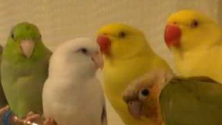 2 Parrotlets a Conure and a Ringneck [upl. by Asikal]