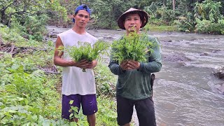 Pangunguha ng Pako sa tabing ilog at pagluluto Ng bulanglang na gulay [upl. by Llirred]