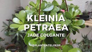 🌱 Kleinia Petraea Jade Colgante o Senecio Jade Plantas en 5 minutos 🌱 [upl. by Aihsemat449]