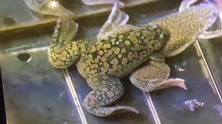 Tip of the day Atrazine found in water supply shown to change sexual orientation of frogs [upl. by Eiblehs]