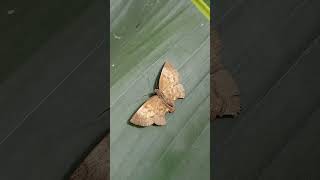 Mariposa saltarina Achlyodes pallida terminando ciclo de vida Entomofauna Fusagasuga [upl. by Duma509]