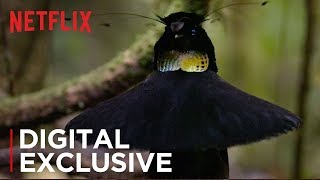 Our Planet  Birds Of Paradise  Exclusive Clip  Netflix [upl. by Narut968]