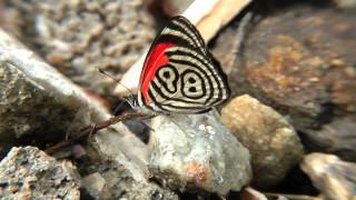 Diaethria neglecta Diaethria clymena butterfly venezuela [upl. by Aneetak785]