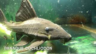 Panaque cochliodon [upl. by Robillard777]