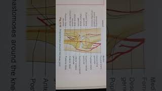 Anastomoses around Knee joint physiotherapy important  medical students  📚📝👈📒🦴💉👀📚📚📚📚📚 [upl. by Novled524]