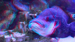 Big fish 3D anaglyph [upl. by Tarrsus646]