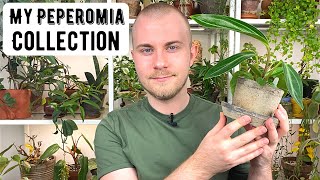 My Entire Peperomia Collection  Houseplant Show amp Tell [upl. by Barlow]