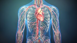 The Science of Nitric Oxide  Consumer Health Animation [upl. by Doty]