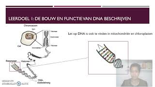 Bouw en functie van DNA HAVO en VWO [upl. by Adriell]