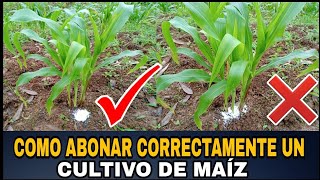 COMO ABONAR CORRECTAMENTE NUESTRO CULTIVO DE MAÍZ  TIPS Y RECOMENDACIONES 🌽 [upl. by Marb]