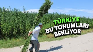 Tohumluk Kenevirlerin Boyu 5 Metreye Ulaştı [upl. by Christmann]