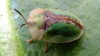 Cassida vibex  Tortoise Beetle  Schildkäfer [upl. by Cam378]