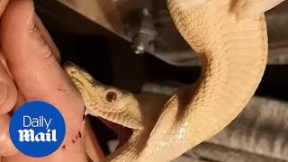 Snake feeding goes horribly wrong as pet boa bites owners hand [upl. by Gut879]