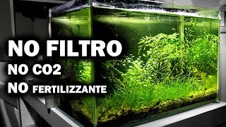 Acquario SENZA FILTRO  Allestimento e Tutorial [upl. by Hamehseer]