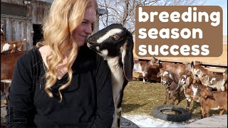 Get GREAT Breeding Success for YOUR Goats [upl. by Arval]