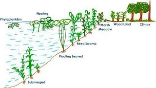 hydrosere ecology succession explained in hindi [upl. by Aramois]