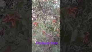 Firebush Tree fire cracker plant Hamelia patens fact gardenplants plantic biology plantic [upl. by Ayar]