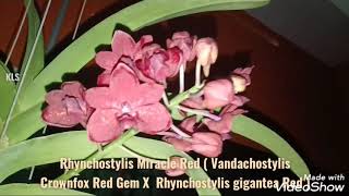 Rhynchostylis Miracle Red  Vandachostylis Crownfox Red Gem X Rhynchostylis gigantea Red [upl. by Ilellan]