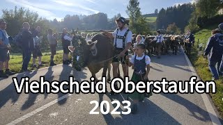 Viehscheid Oberstaufen 2023  Alpabtrieb im Allgäu [upl. by Corina]