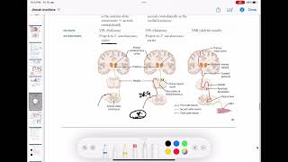 Dorsal column tract  Ascending tracts of spinal cord neurology 63  First Aid USMLE Step 1 [upl. by Darius]