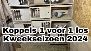 Duiven 1 voor 1 los  koppels vormen  Kweekseizoen 2024  Postduiven [upl. by Ueih318]