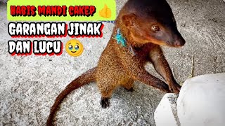 Garangan jinakmenjemur garangan habis mandi‼️ garanganjinak linsang musang [upl. by Roswell]