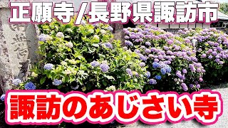 諏訪市のあじさい寺『正願寺』に参拝した！「奥の細道」の曽良の墓がある！新田次郎の墓もある！【旅行VLOG、レビュー】1175年開基の古刹！参道にアジサイが植えられ「あじさい寺」と呼ばれる！ [upl. by Smail]