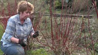 How to cut back cornus [upl. by Acinomed407]