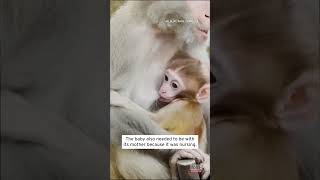 Stolen Baby Macaque Returned to Zoo in Italy shorts [upl. by Nason]