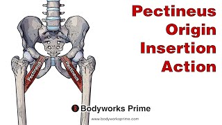 Pectineus Anatomy Origin Insertion amp Action [upl. by Aubreir]