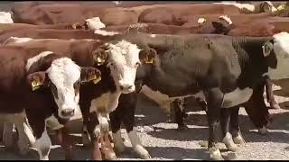 fleckvieh cow  gorur khamar  cow farming  DairyAnimal [upl. by Riddle288]