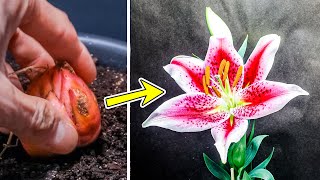 Lily Flower Plant Growing Time Lapse  Bulb To Blooms 95 Days [upl. by Ajat]