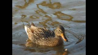 Ducks swimming in the I amp M Canal in Lockport Illinois [upl. by Allicerp]