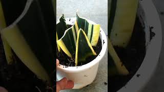 STOP Dont Propagate Snake Plant From LEAF [upl. by Syxela]