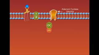 cAMP Dependant Gprotein animation [upl. by Chapa]