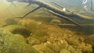 Round Whitefish Benthic Feeding in Panguingue Creek [upl. by Corabel]