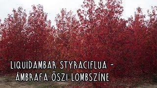 Liquidambar styraciflua  Ámbrafa őszi lombszíne [upl. by Uriel]