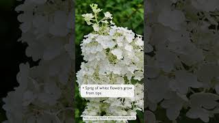 🌸 Our Stauffers Favorites – Puffer Fish Hydrangeas 🌸 [upl. by Isied112]